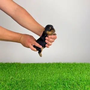 Yorkshire Terrier - Verdi