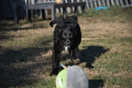French Water Dog - Enzo