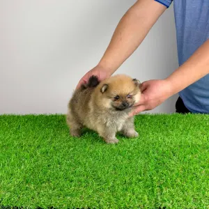 German Pomeranian Spitz - Sheila