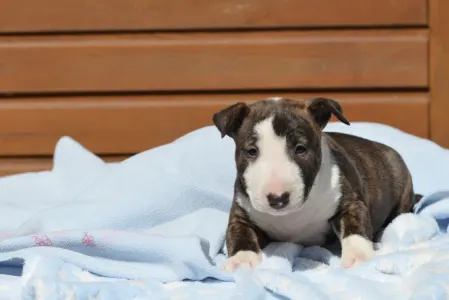 Miniature Bullterrier - Nathan