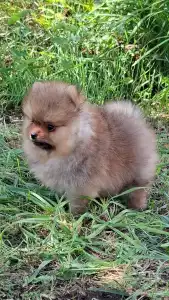 Pomeranian - Víkó