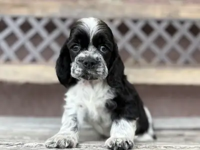 Американский кокер-спаниель - Dream Of Aurora