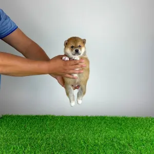 Shiba - Whoops