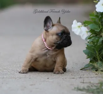 Francia bulldog - Yoko