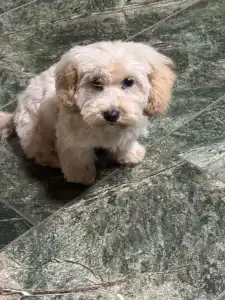 Maltipoo - Toffe