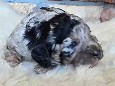 Cavapoo - Naomi