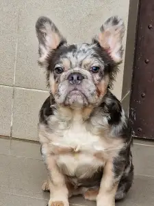 French Bulldog - Drahma