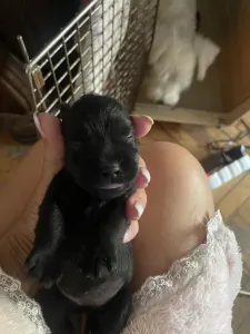 Miniature Schnauzer - Herkules