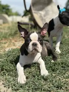 Boston Terrier - Yumba Nero Di Angelo