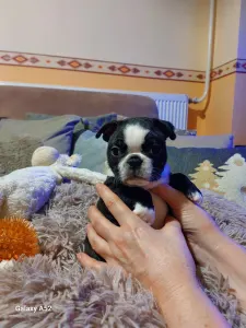 Boston Terrier - Villám ( Blitzen )