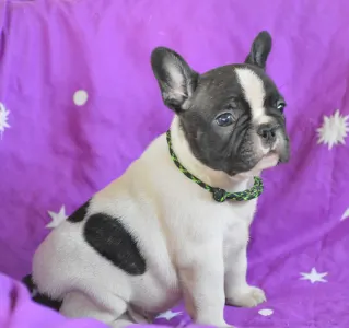 Francia bulldog - Christmas Dragons Dante Jr.
