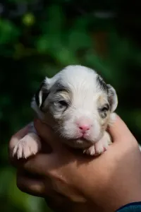 Australian Shepherd - Winstead Nothing Else Matters