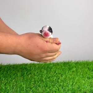 Biewer teriér - Olivia