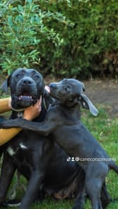 Cane Corso Italiano - Caesar’s Guardians