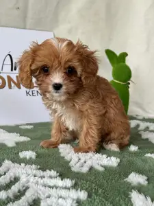Cavapoo - Nara