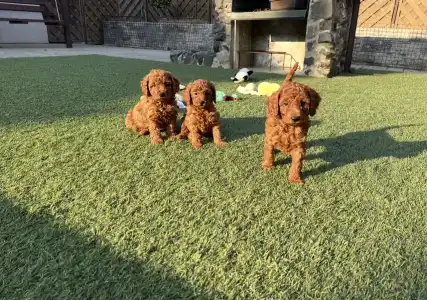 Poodle Miniature - Bravados D