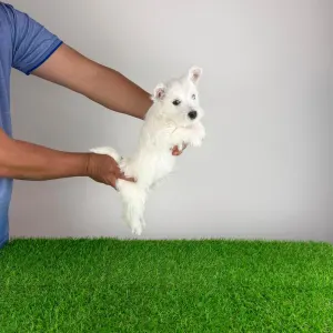 West Highland White Terrier - Just