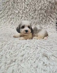 Havanese - Monty
