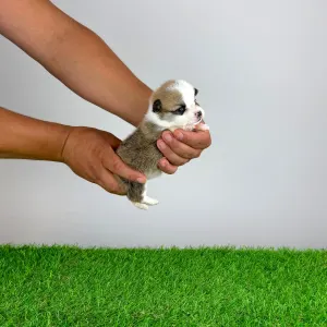 Welsh Corgi Pembroke - Chammy