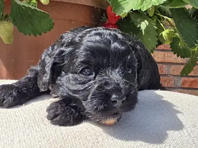 Cavapoo - Blackrose