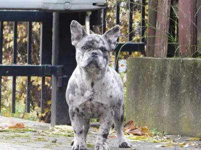 French Bulldog - Eliza 