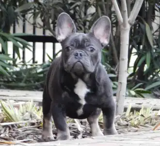 Buldog francuski - Fido 