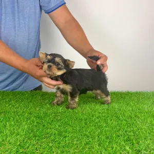 Yorkshire Terrier - Wolke