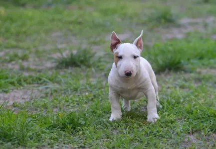 Miniatűr bullterrier - Laka