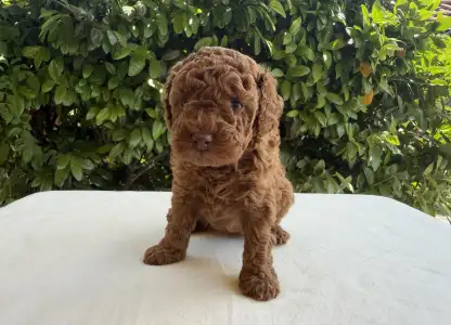 Poodle Miniature - Inka