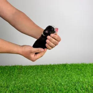 Ausztrál juhászkutya - Cash