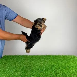 Yorkshire Terrier - Wollja