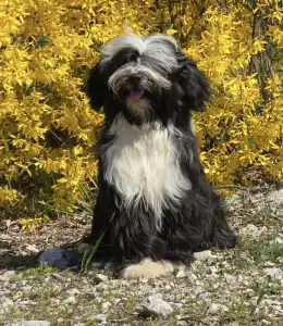 Tibet Terrier - Josephine 