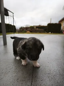 West Siberian Laika - Alvar