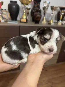 Yorkshire Terrier - Full Of Heart Joraya