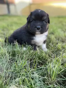 Australian Shepherd - Honour For The Brave Denver