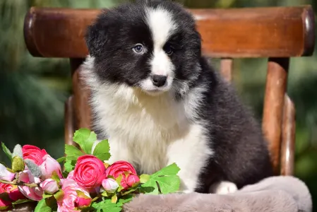 Border Collie - Flockmaster