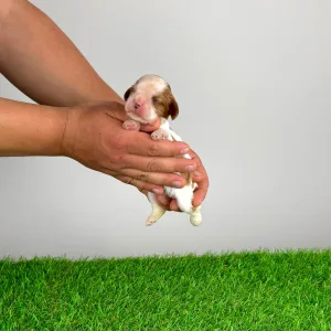 Cavalier King Charles Spaniel - Katie