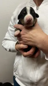 Entlebucher Sennenhund - Geibi Helvétsky Priateľ