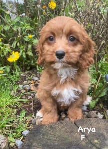 Cavapoo - Arya