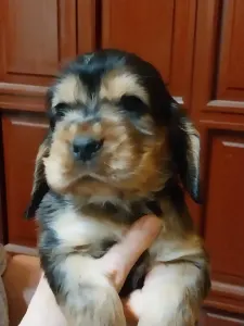 Angol Cocker spániel - Nala
