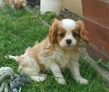 Cavalier King Charles spániel - Itiel