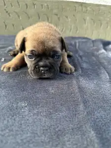 Francuski buldog - Liza
