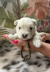 West Highland White Terrier - Buddy