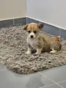 Вельш-корги пемброк - Rozsda-vörös Valentina