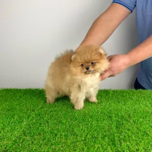 Poméranien - Quanto