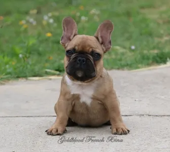 French Bulldog - Xina