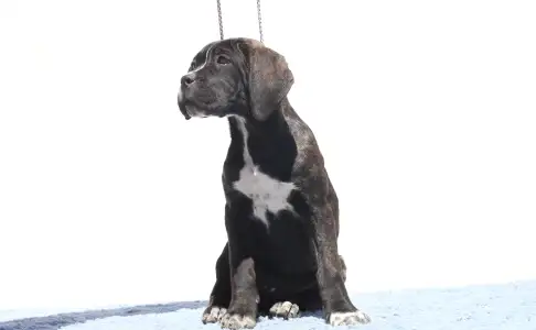 Cane Corso - Chelsea