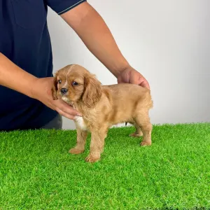 Cavalier King Charles Spaniel - Wilma