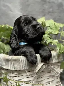 Angol Cocker spániel - Emperor