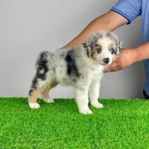 Australian Shepherd - Vondo